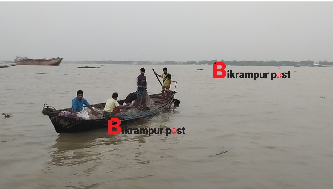 পদ্মা-মেঘনায় চলছে মা ইলিশ শিকার