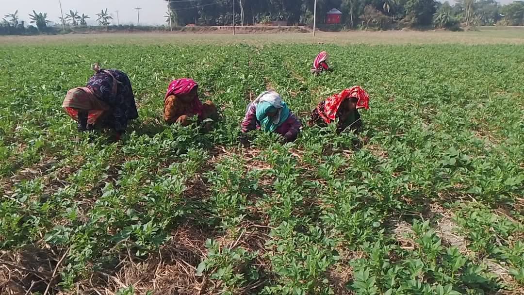 মুন্সীগঞ্জে আলু গাছের পরির্চচায় ব্যস্ত শ্রমিকরা